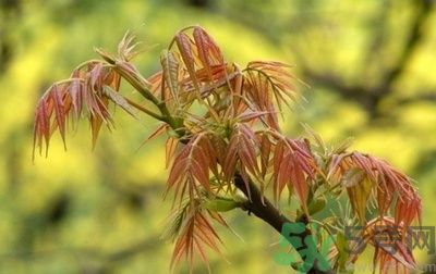 香椿怎么吃才安全？吃香椿的最佳時間是什么時候？