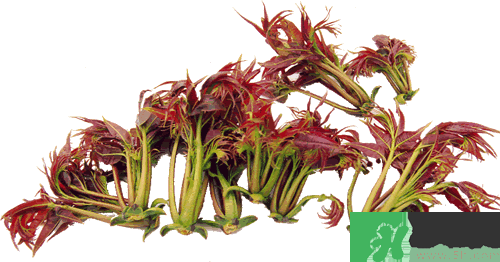 吃香椿有什么好處？香椿可以預防疾病嗎？