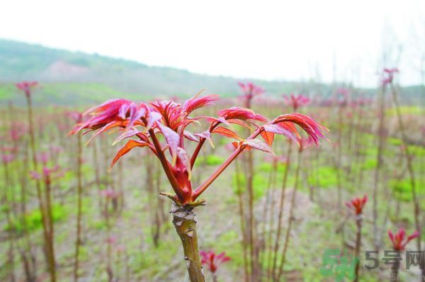 怎么挑選香椿呢？挑選香椿的小竅門？