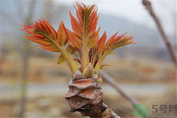 怎么挑選香椿呢？挑選香椿的小竅門？