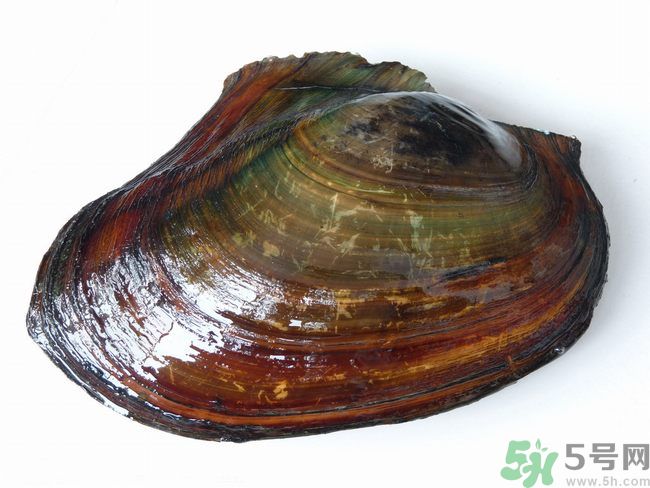 河蚌什么時候吃最好？吃河蚌有什么好處？