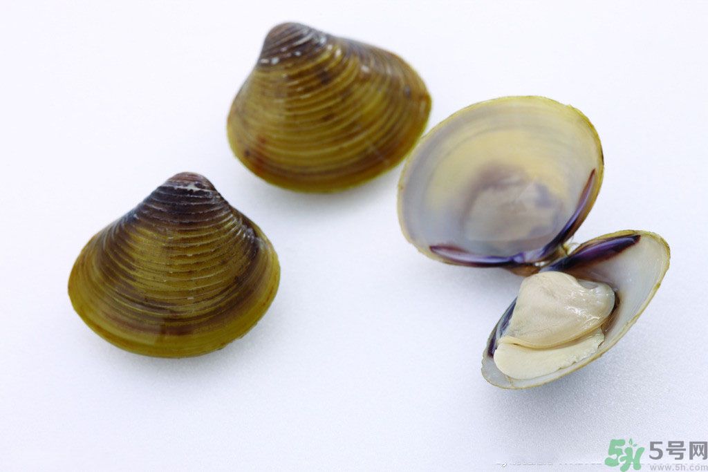 河蚌什么時候吃最好？吃河蚌有什么好處？