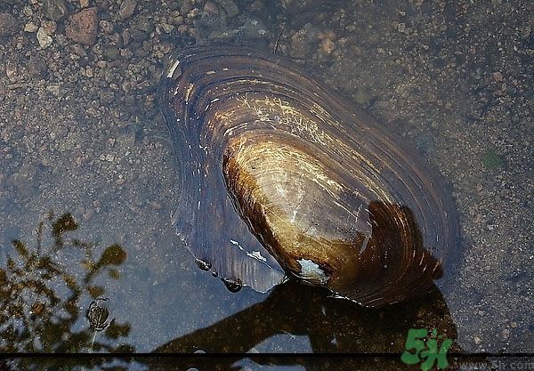 河蚌怎么殺？怎么殺河蚌才可以？