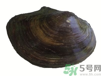 河蚌怎么殺？怎么殺河蚌才可以？