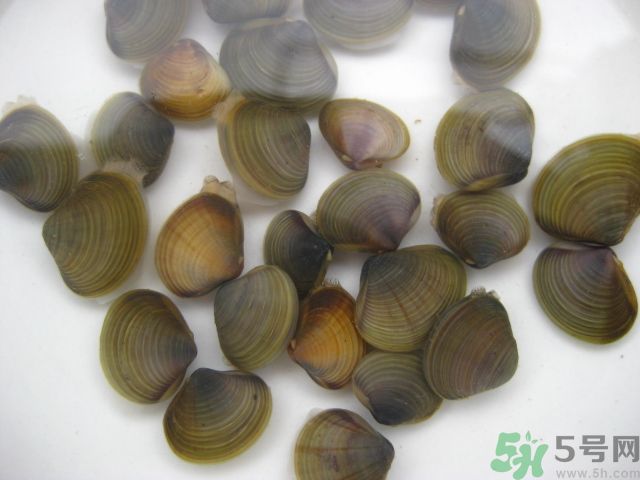 河蚌要怎么清洗才干凈？河蚌的清洗方法？