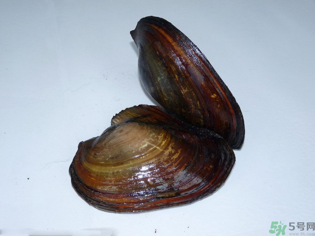 河蚌要怎么清洗才干凈？河蚌的清洗方法？