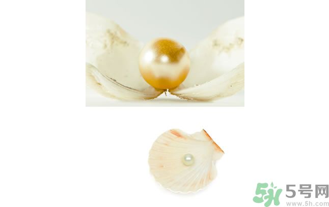 河蚌怎么炒才不會老？炒河蚌要注意什么？