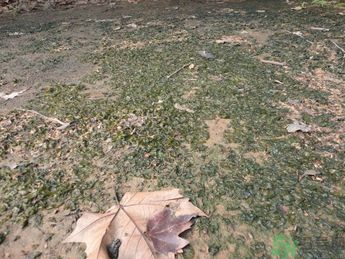 地皮菜孕婦能吃嗎？地皮菜孕婦吃好嗎？