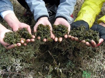 地皮菜有毒嗎？地皮菜有什么營養(yǎng)價值？