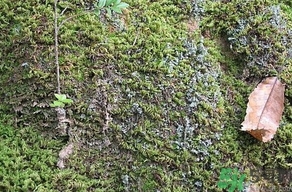 地皮菜是發(fā)物嗎？地皮菜的功效與禁忌