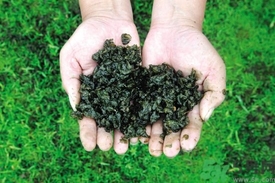 地皮菜是發(fā)物嗎？地皮菜的功效與禁忌