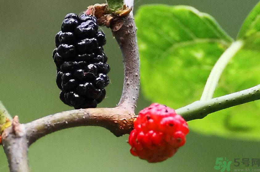 吃什么水果可以補血？補血的水果有哪些？