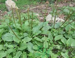 車(chē)前草能治痛風(fēng)嗎？車(chē)前草對(duì)痛風(fēng)的作用