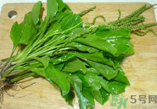 車(chē)前草能治痛風(fēng)嗎？車(chē)前草對(duì)痛風(fēng)的作用