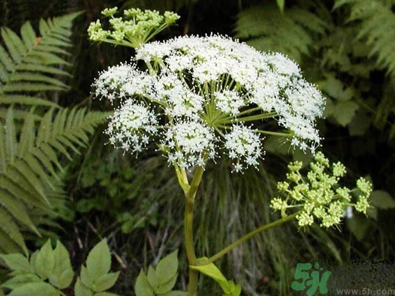 補氣血的中藥有哪些？哪些中藥補氣血？