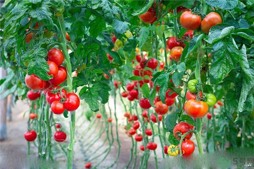 高血脂吃什么水果好？什么水果可以降血脂？