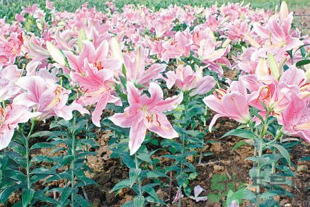 百合花可以吃嗎？百合花吃哪種？