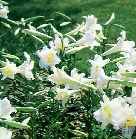 百合花可以吃嗎？百合花吃哪種？