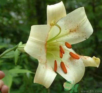 百合花可以吃嗎？百合花吃哪種？