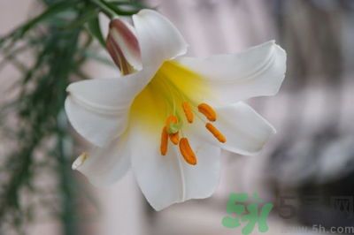 食用百合怎么挑選？如何挑選百合？