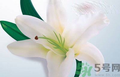 怎樣保存百合？保存百合有什么方法？
