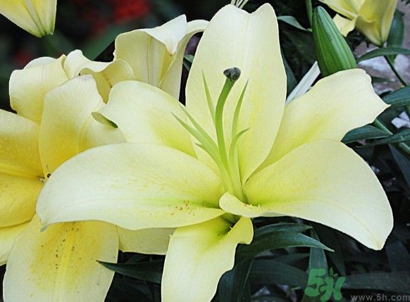 怎樣保存百合？保存百合有什么方法？