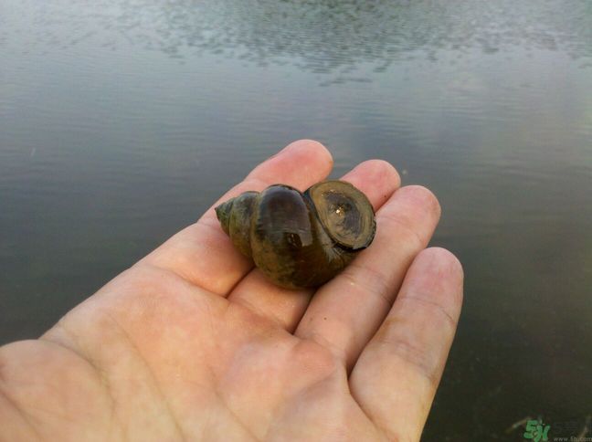 怎么挑選螺螄？螺螄怎么清洗？