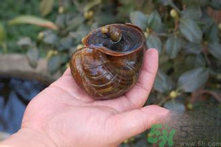 怎么挑選螺螄？螺螄怎么清洗？