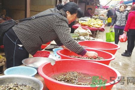 怎么挑選螺螄？螺螄怎么清洗？