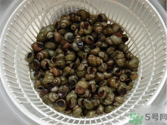 怎么挑選螺螄？螺螄怎么清洗？