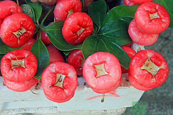 蓮霧孕婦能吃嗎？孕婦可以吃蓮霧嗎？