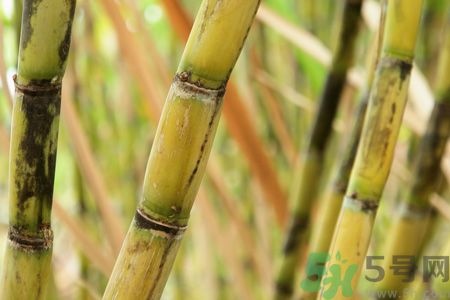 清明節(jié)可以吃甘蔗嗎？清明節(jié)不能吃哪些食物？