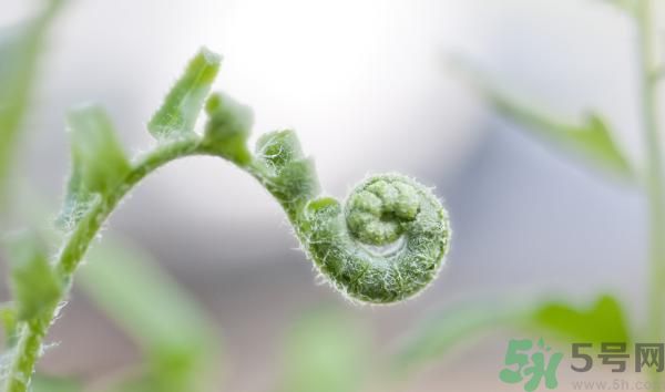 清明節(jié)可以吃甘蔗嗎？清明節(jié)不能吃哪些食物？