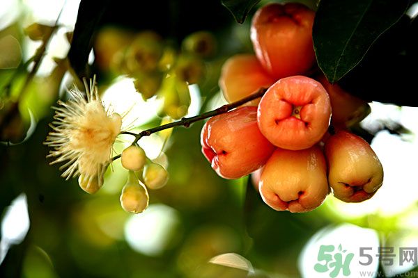 蓮霧月經(jīng)期間能吃嗎？來月經(jīng)能不能吃蓮霧？