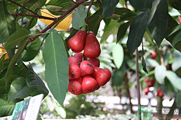 蓮霧月經(jīng)期間能吃嗎？來月經(jīng)能不能吃蓮霧？