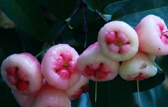 蓮霧皮能吃嗎？蓮霧要不要削皮？