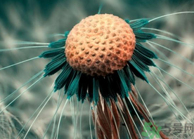 蒲公英可以治療乳腺增生嗎?蒲公英能治乳腺增生嗎?.png 蒲公英可以治療乳腺增生嗎?蒲公英能治乳腺增生嗎?.png