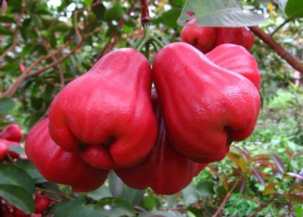 蓮霧是熱性還是涼性水果？蓮霧是寒性水果嗎？