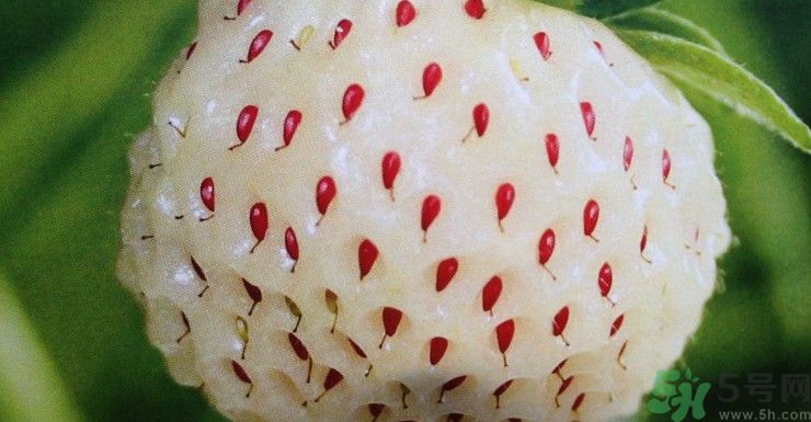 澳洲新型草莓已上市 澳洲新型草莓安全嗎？