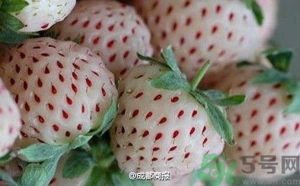 菠蘿莓好吃嗎？菠蘿莓好不好吃？