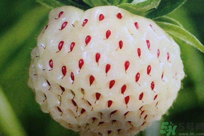 菠蘿莓好吃嗎？菠蘿莓好不好吃？