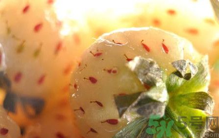 菠蘿莓孕婦能吃嗎？菠蘿莓懷孕可以吃嗎？