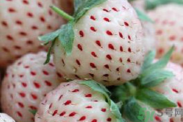 菠蘿莓孕婦能吃嗎？菠蘿莓懷孕可以吃嗎？