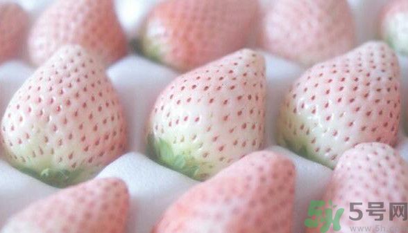 寶寶能吃菠蘿莓嗎？嬰幼兒能吃菠蘿莓嗎？