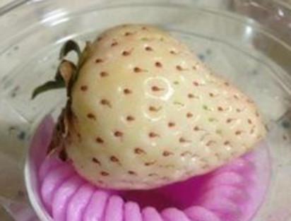 懷孕初期能吃菠蘿莓嗎？懷孕5個(gè)月可以吃菠蘿莓嗎？