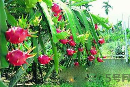 糖尿病可以吃火龍果嗎？糖尿病吃火龍果好嗎？