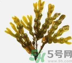 哪種海帶吃起來比較好？海帶有什么類別？