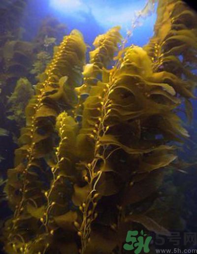 哪種海帶吃起來比較好？海帶有什么類別？