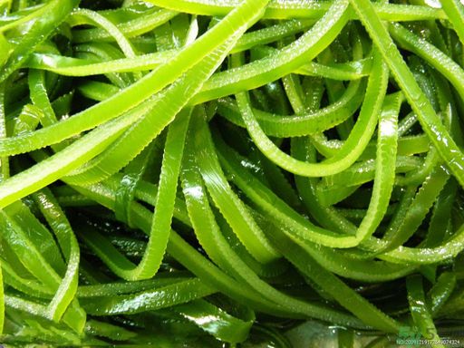 哪種海帶吃起來比較好？海帶有什么類別？