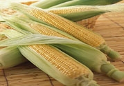 糖尿病可以吃玉米嗎？糖尿病吃玉米好嗎？
